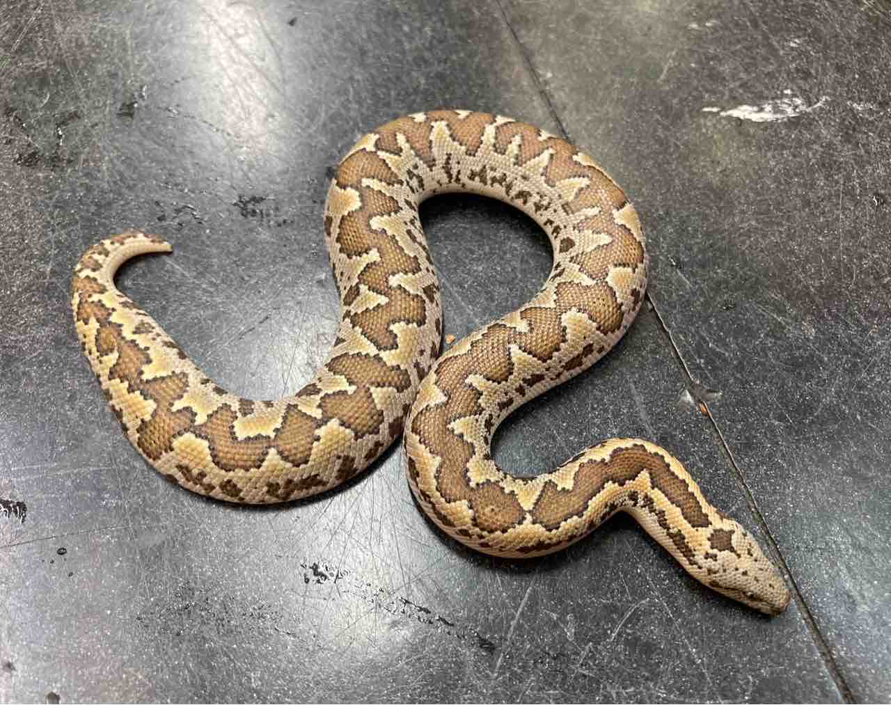 カメ ヘビ 新入荷 ゾウガメやドイツ便など 爬虫類倶楽部大宮店公式ブログ