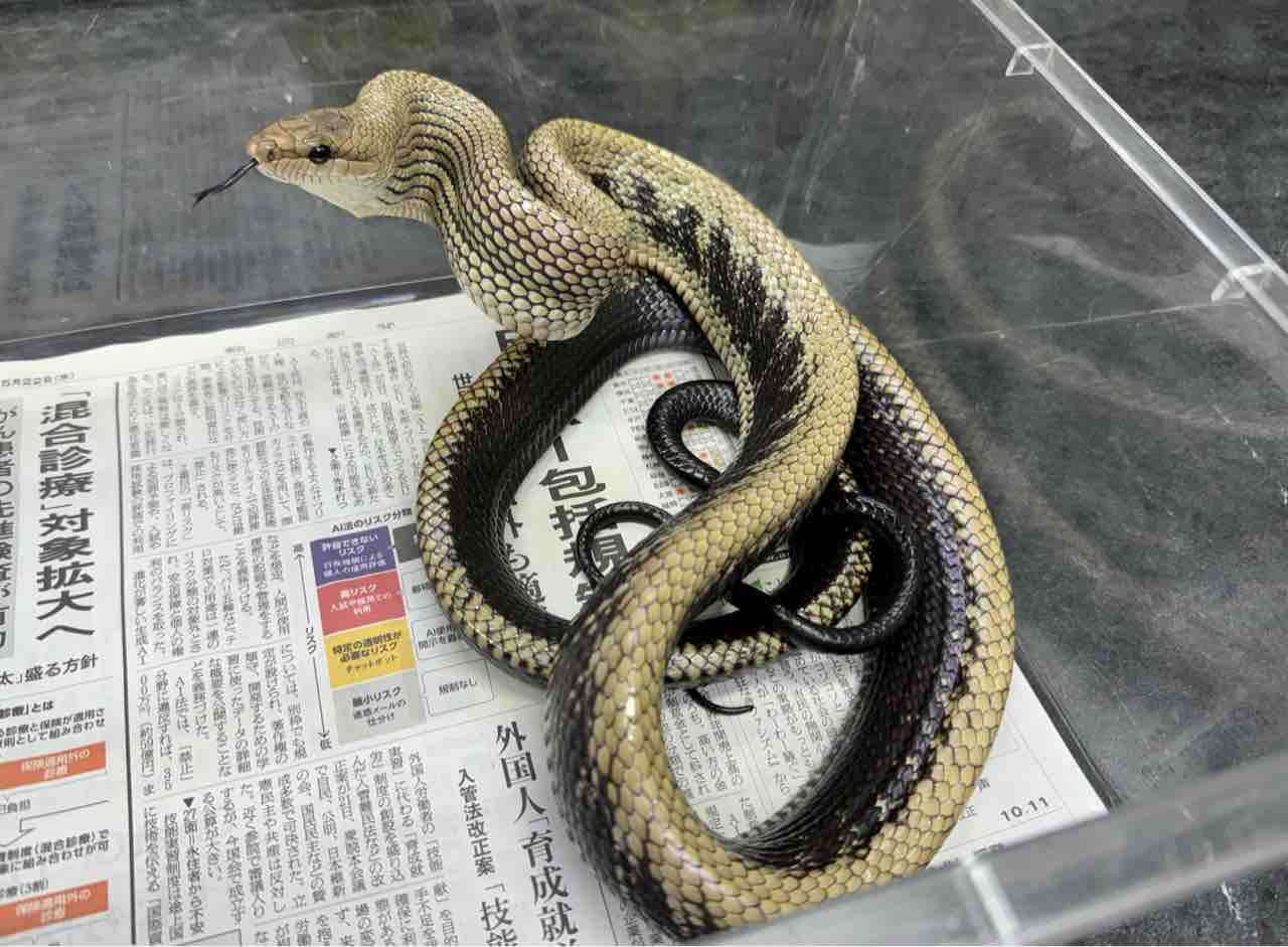 ヘビ 新入荷！ インドネシア便色々！ブラックジャンセンに珍ヘビ色々と