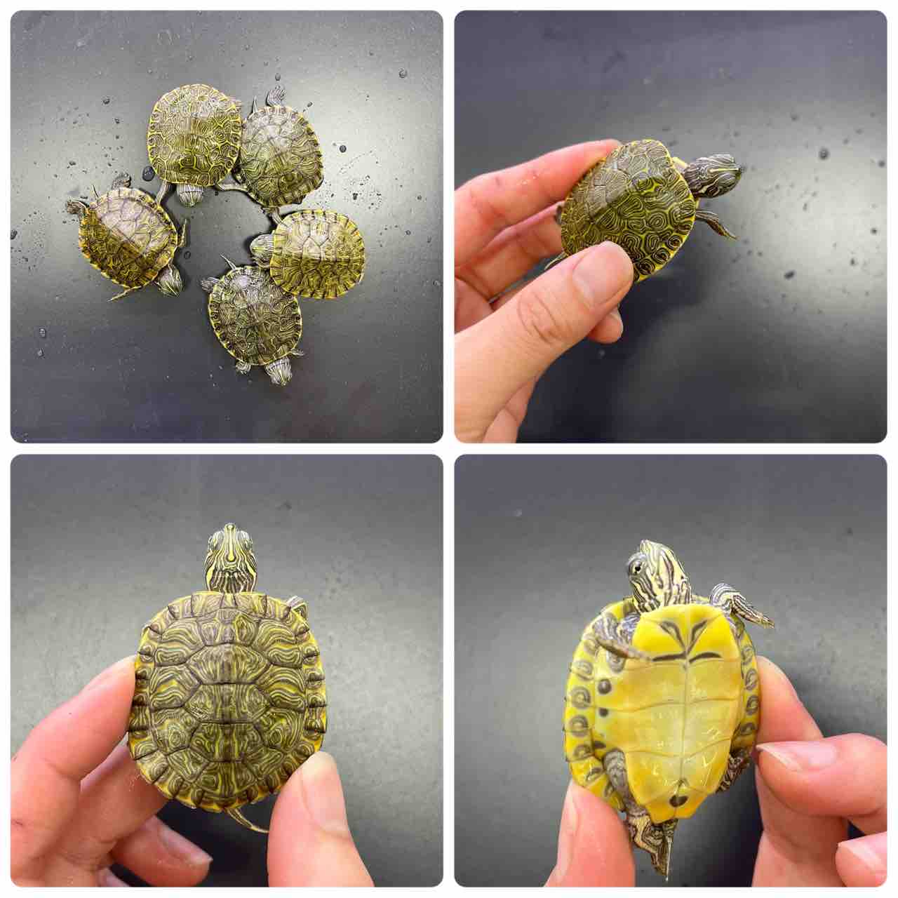 カメ新入荷 爬虫類倶楽部大宮店公式ブログ