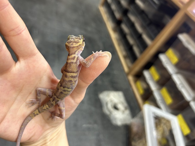 7D37A7AE-064F-4ACF-B7F7-9A8ECE63861A