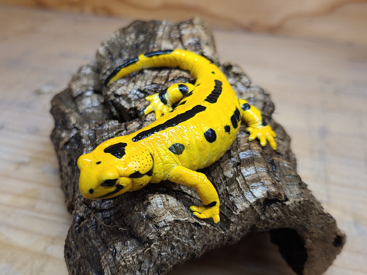 両生類在庫紹介 有尾編 爬虫類倶楽部大宮店公式ブログ