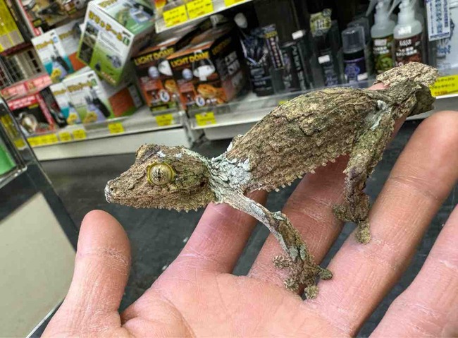 FullSizeRender