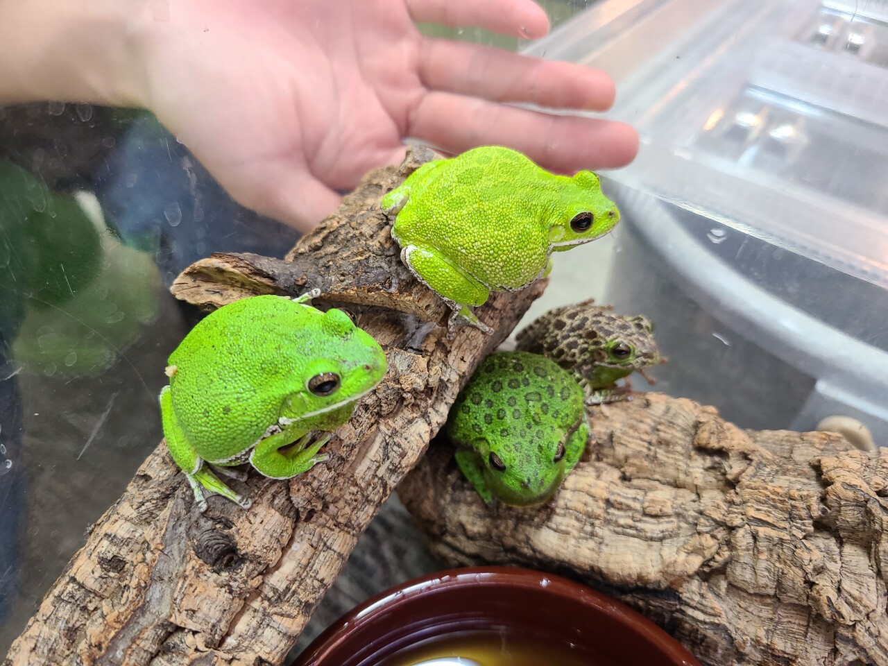 両生類新入荷 ホエアマガエル 爬虫類倶楽部大宮店公式ブログ 両生類新入荷 ホエアマガエル 爬虫類倶楽部大宮店公式ブログ