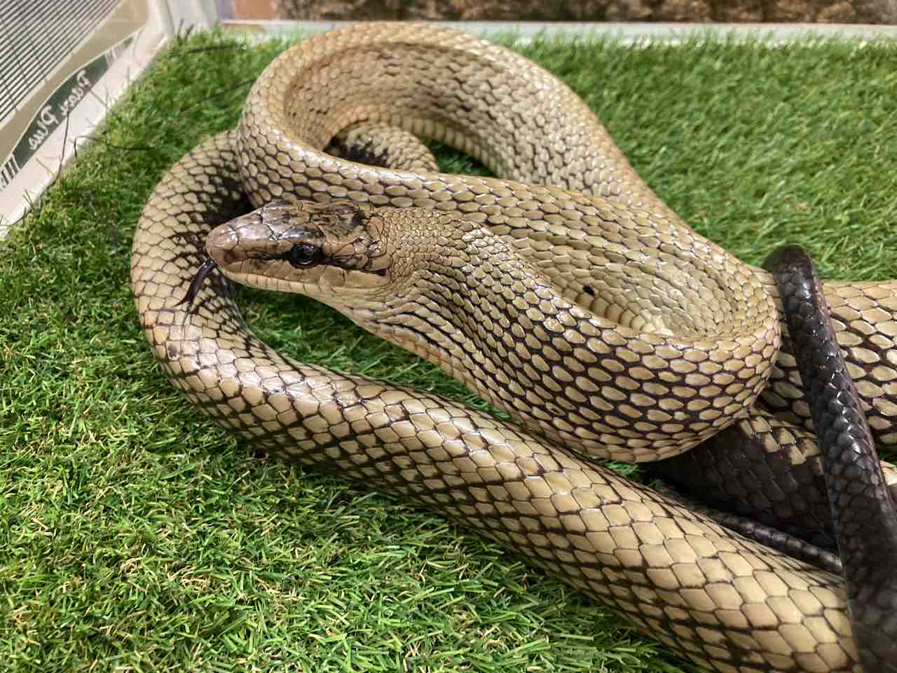 ヘビ カメ 新入荷 ネシア便 アメリカ便など 爬虫類倶楽部大宮店公式ブログ ヘビ カメ 新入荷 ネシア便 アメリカ便など 爬虫類倶楽部大宮店公式ブログ