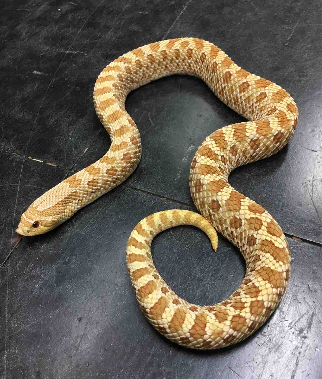 ヘビ 新入荷 と大きめシシバナの在庫紹介 爬虫類倶楽部大宮店公式ブログ