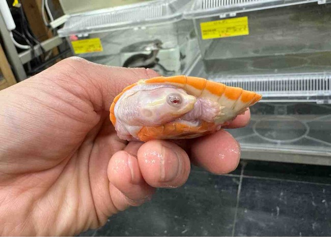 FullSizeRender