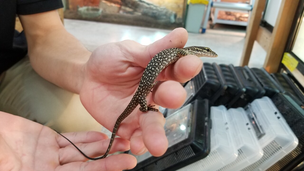 爬虫類倶楽部大宮店公式ブログ
トカゲ新入荷です!フィルビー!チモール!アカメ!エリマキ!
hachikura_ohmiya