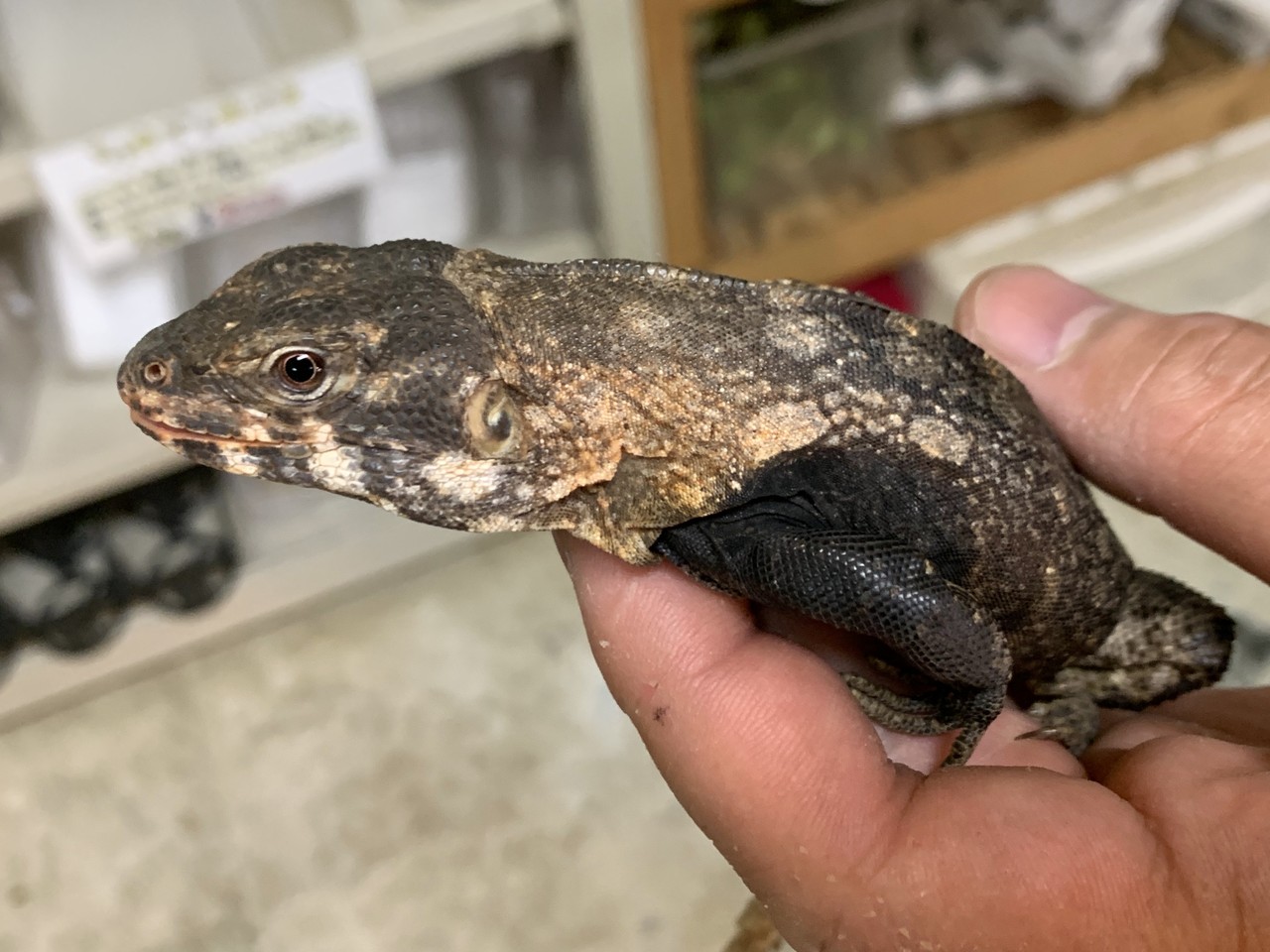 クラークトゲオイグアナ アカメ クビワトカゲ入荷 爬虫類倶楽部大宮店公式ブログ