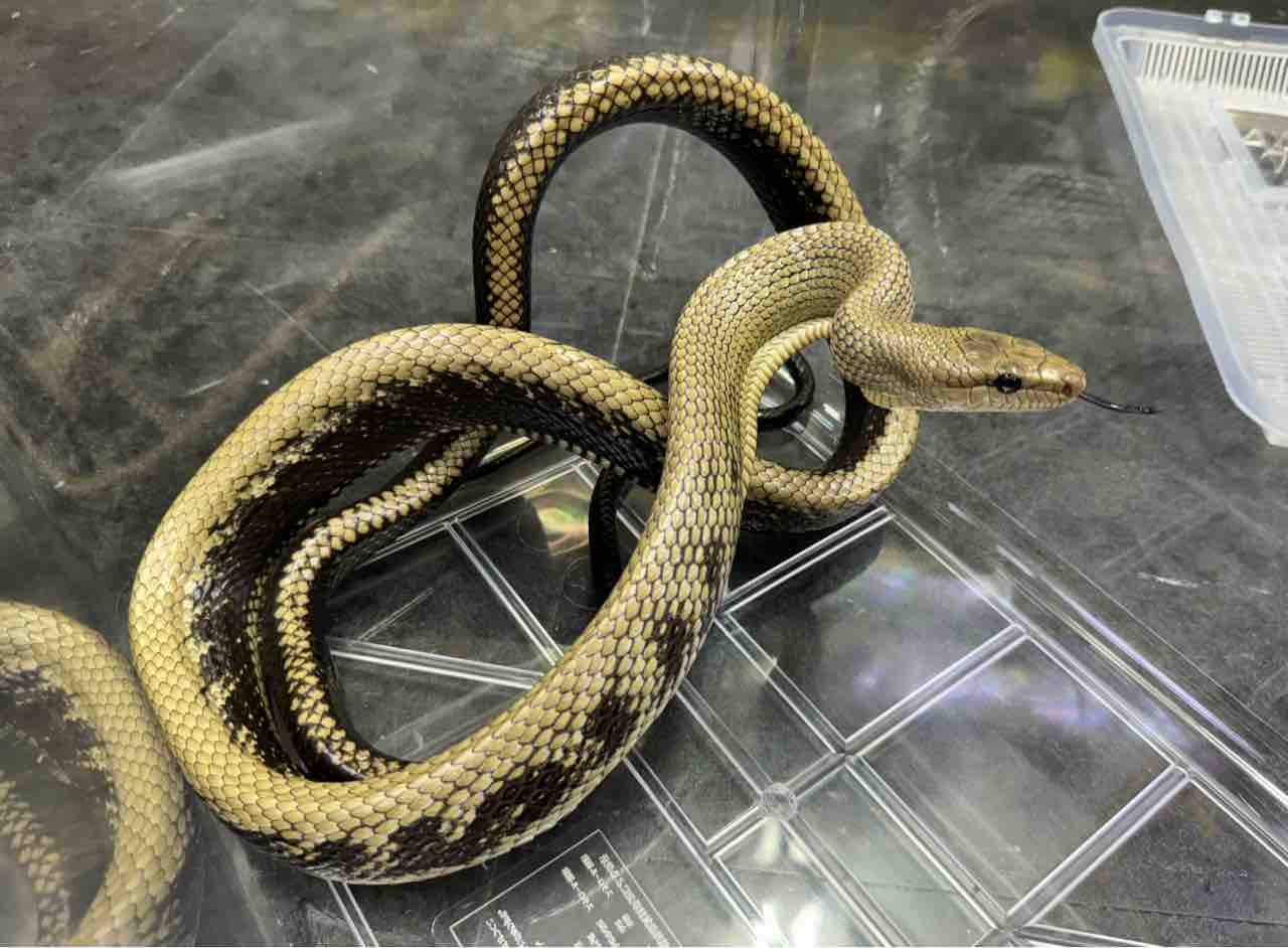 ヘビ 新入荷！ インドネシア便色々！ブラックジャンセンに珍ヘビ色々と