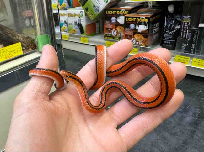 FullSizeRender