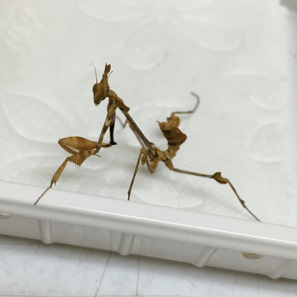 ひらひら付きと孔雀なトカゲとカマキリ アメリカ便 ニューギニア便 爬虫類倶楽部大宮店公式ブログ