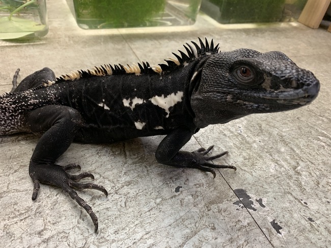 O-1130】ブラックリザード 飼育ケージ 爬虫類 イグアナ トカゲ