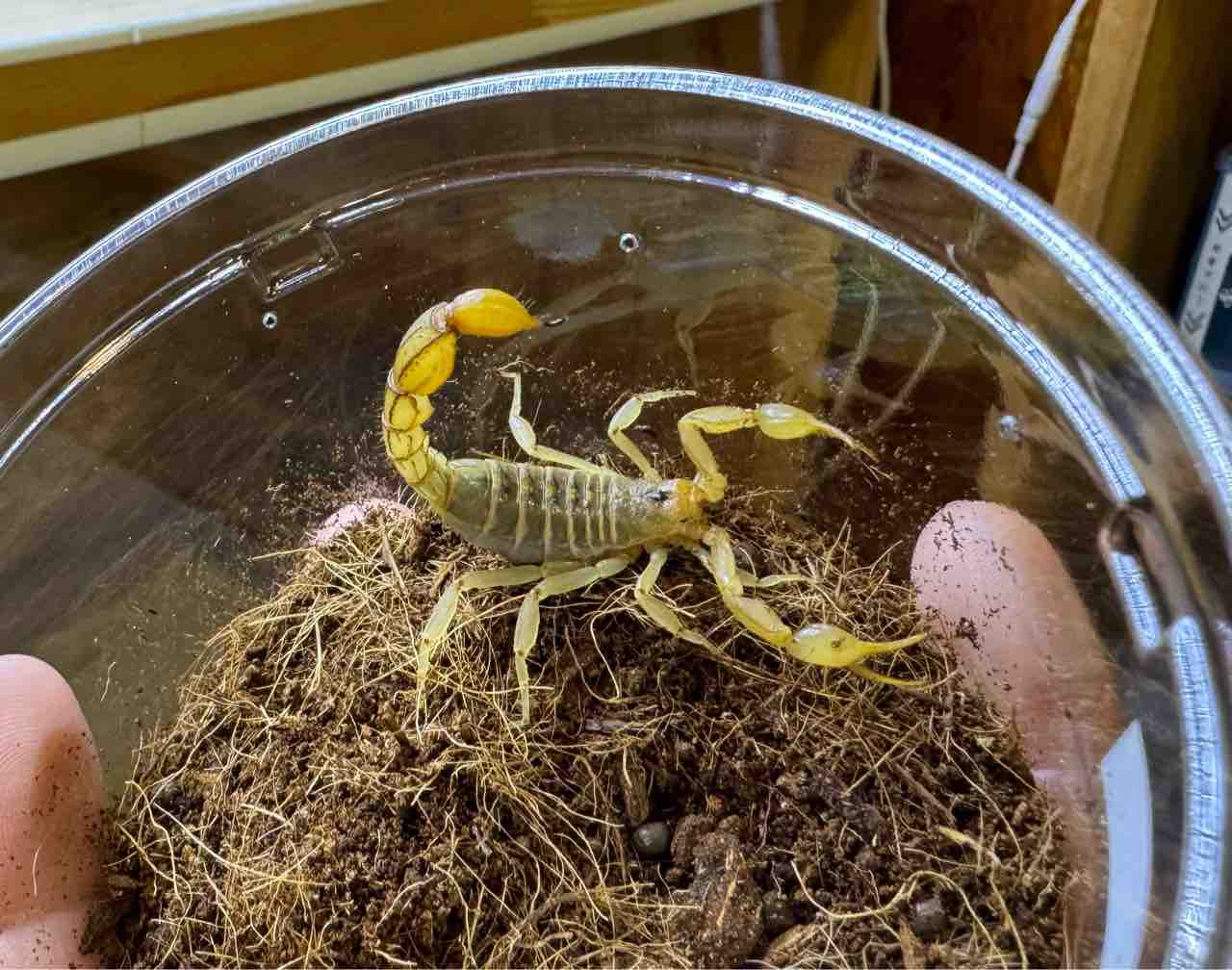 ミドリガメ様 生体等一覧 アーカイブ - 5ページ目 (8ページ中) - アクアスペース