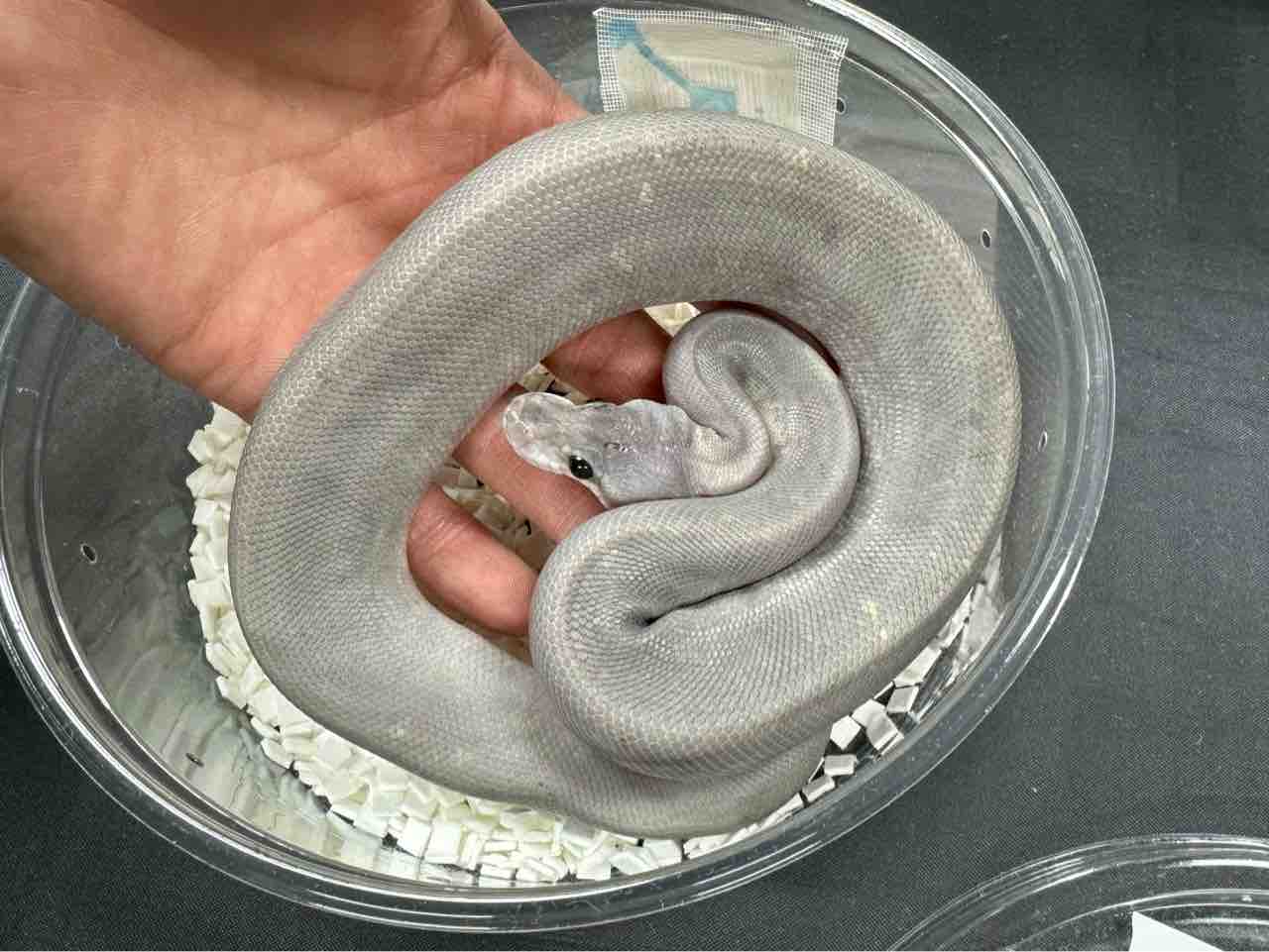 いよいよ！！】6月15日・16日マニクラ開催！ イベントオススメ生体ご紹介！＋ケージSALE情報も！ : 爬虫類倶楽部大宮店公式ブログ