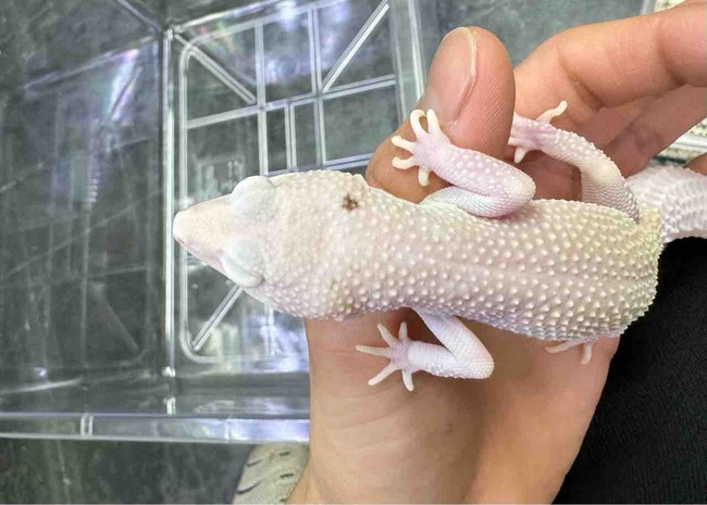 FullSizeRender