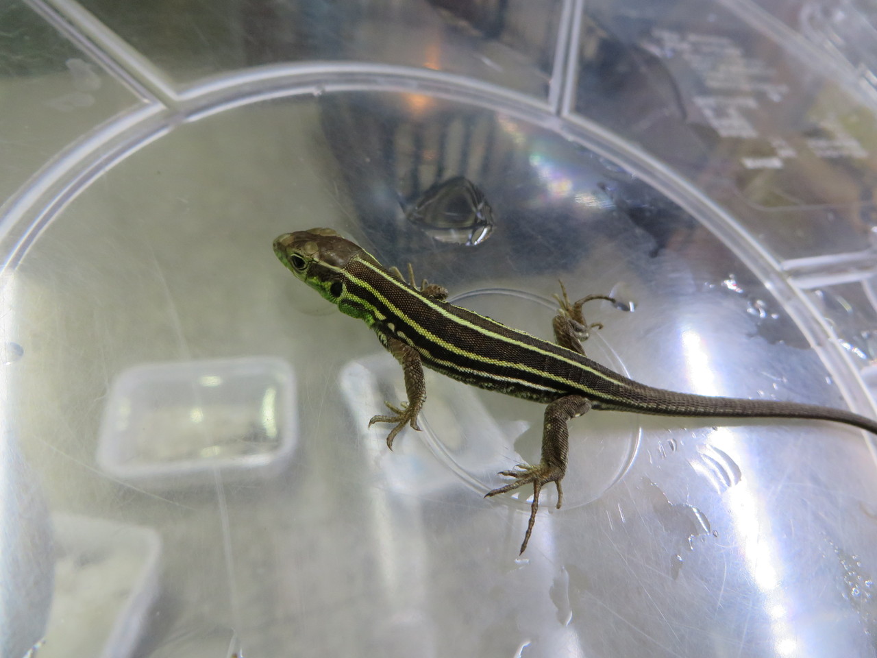 ドイツハムショー エジプト便 トカゲ 奇蟲 爬虫類倶楽部大宮店公式ブログ ドイツハムショー エジプト便 トカゲ 奇蟲 爬虫類倶楽部大宮店公式ブログ