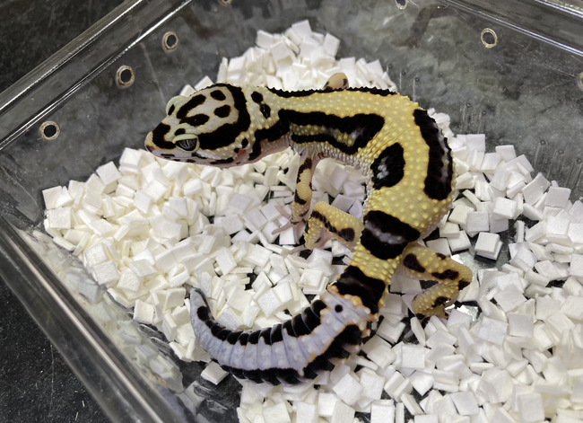 8618816E-CA55-43DB-AA54-EA4B0C894D79