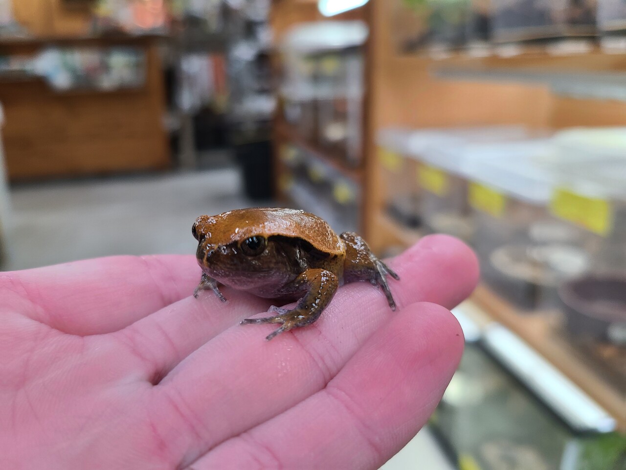 両生類 カメレオン新入荷 アカトマト フランスファイア エボシ 爬虫類倶楽部大宮店公式ブログ
