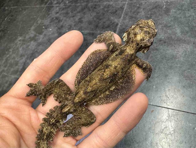 FullSizeRender