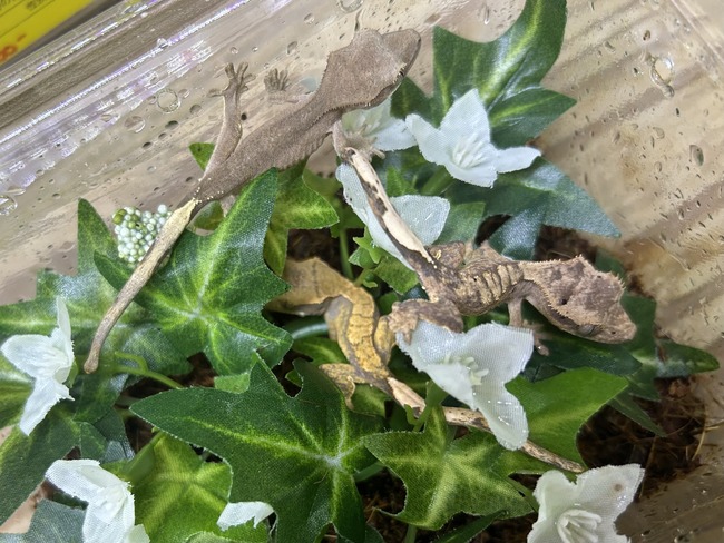 C67979AD-9A8B-4AD4-A331-59401D71CE4A