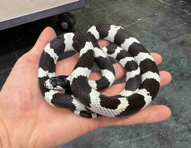 FullSizeRender