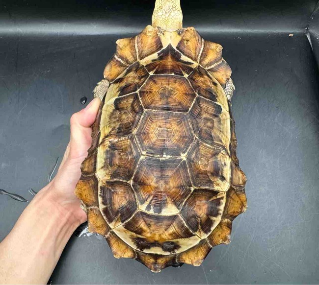 FullSizeRender