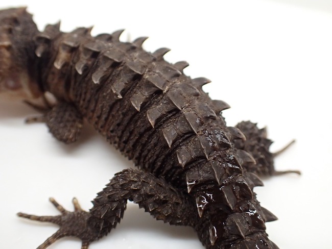 LINE_ALBUM_20241119_241121_35