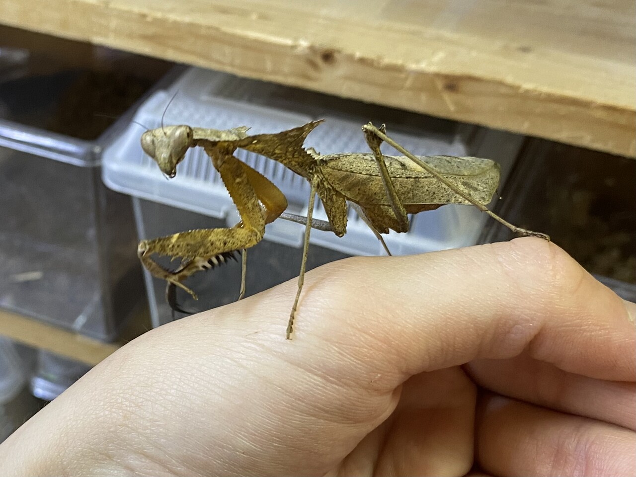 マレーシア産カレエダカマキリ 99mm ムナビロカレハカマキリ