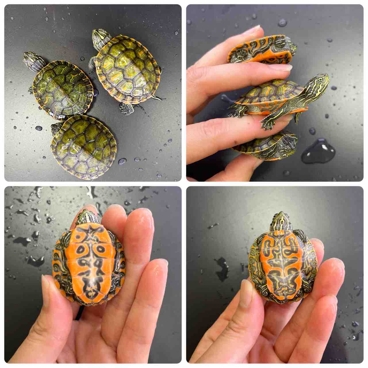 カメ新入荷 爬虫類倶楽部大宮店公式ブログ