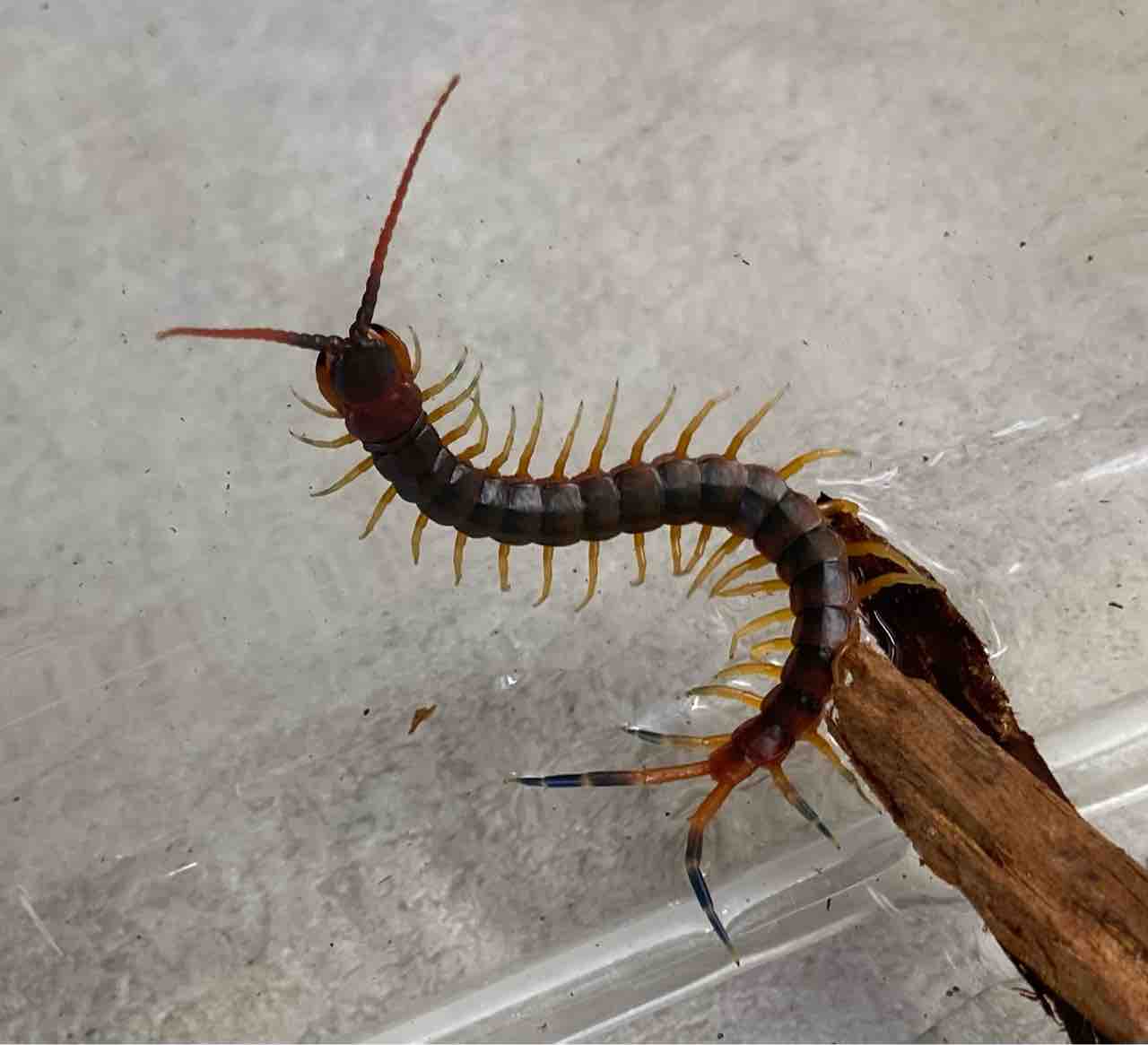 蟲 新入荷 遅ればせながら入荷の漆黒ムカデ 飼い込みサイズのペルビアンなど色々 爬虫類倶楽部大宮店公式ブログ