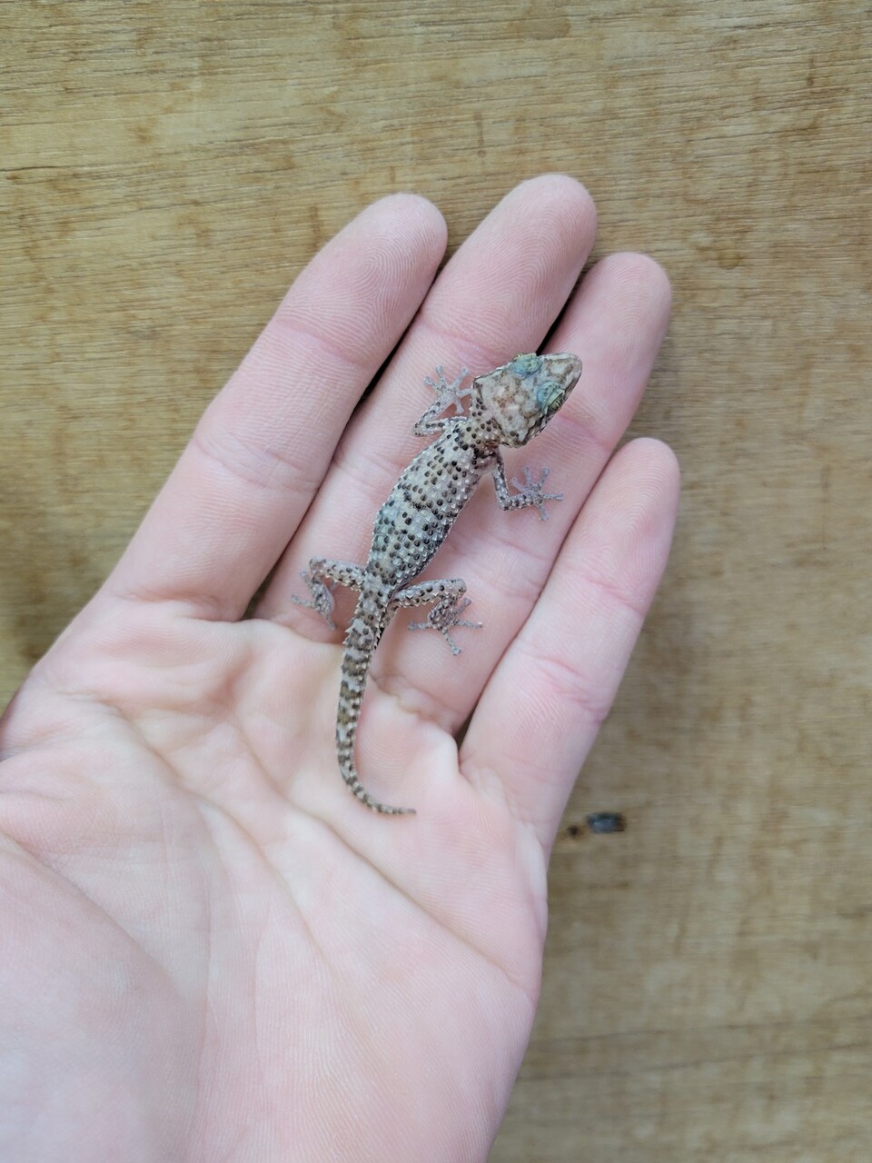 ヤモリ新入荷 マダガスカルのヤモリ達が来ました 爬虫類倶楽部大宮店公式ブログ