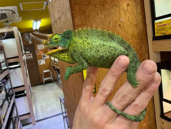 FullSizeRender
