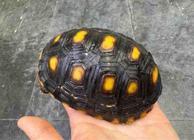 FullSizeRender