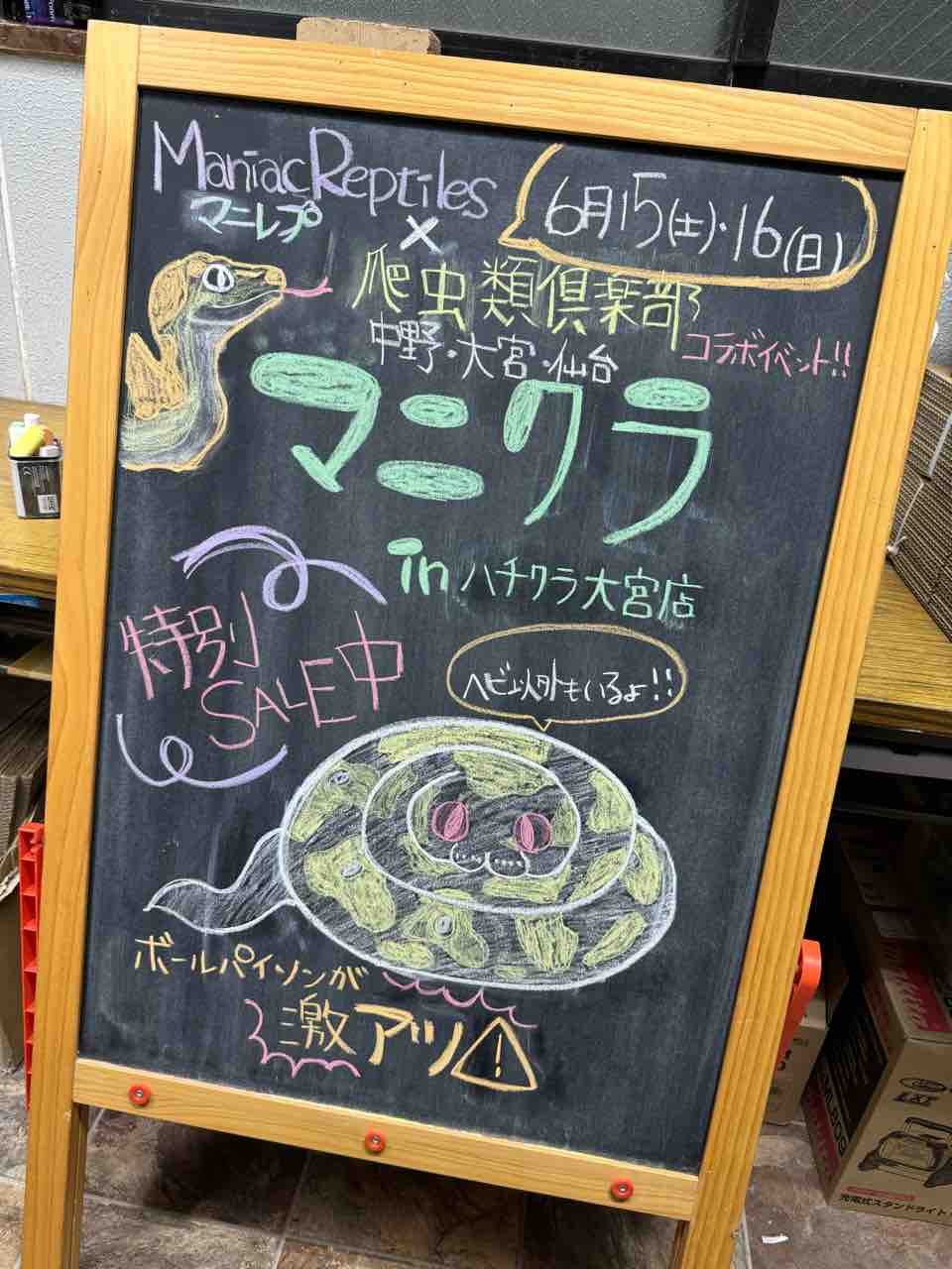 いよいよ！！】6月15日・16日マニクラ開催！ イベントオススメ生体ご紹介！＋ケージSALE情報も！ : 爬虫類倶楽部大宮店公式ブログ