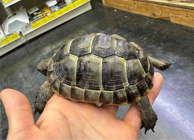 FullSizeRender