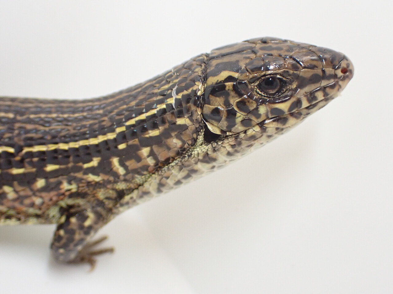 マダガスカル便！トカゲ新着！～ゾノ祭り～ : 爬虫類倶楽部大宮店公式