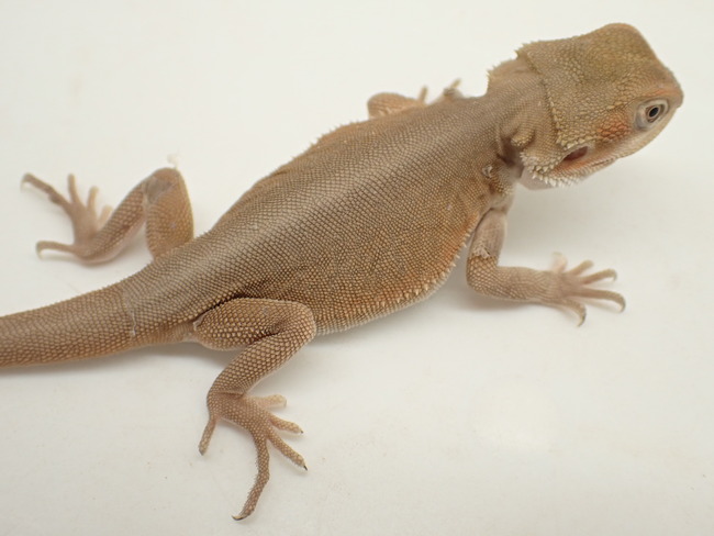 PC150183