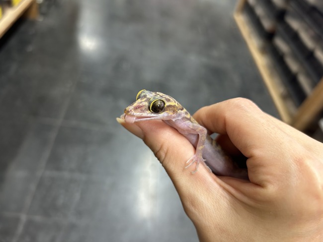 68D05A9B-FE69-43B2-9E69-A45A3027A50F