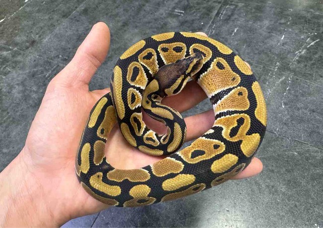 FullSizeRender