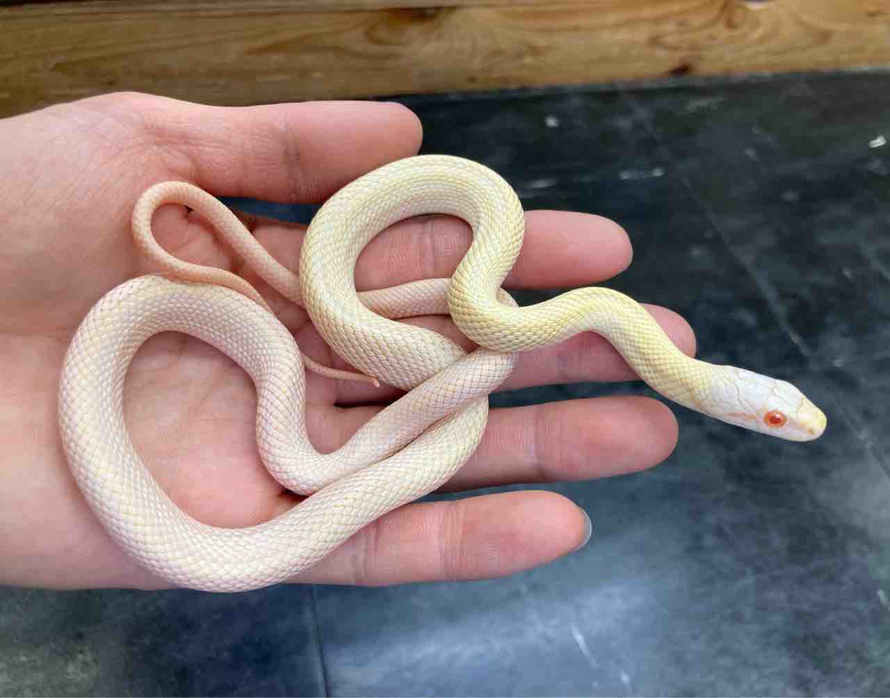 ヘビ カメ 新入荷 貴重な国内cb 南米便等どっさりと 爬虫類倶楽部大宮店公式ブログ