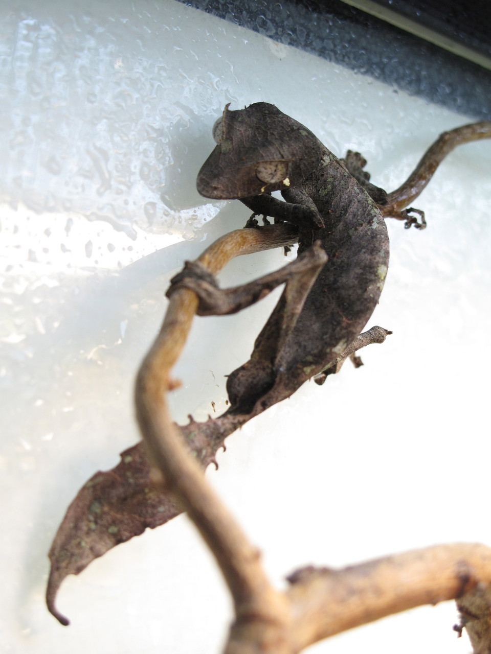 エダハヘラオヤモリ編 ぴーちゃんブログ 爬虫類倶楽部大宮店公式ブログ