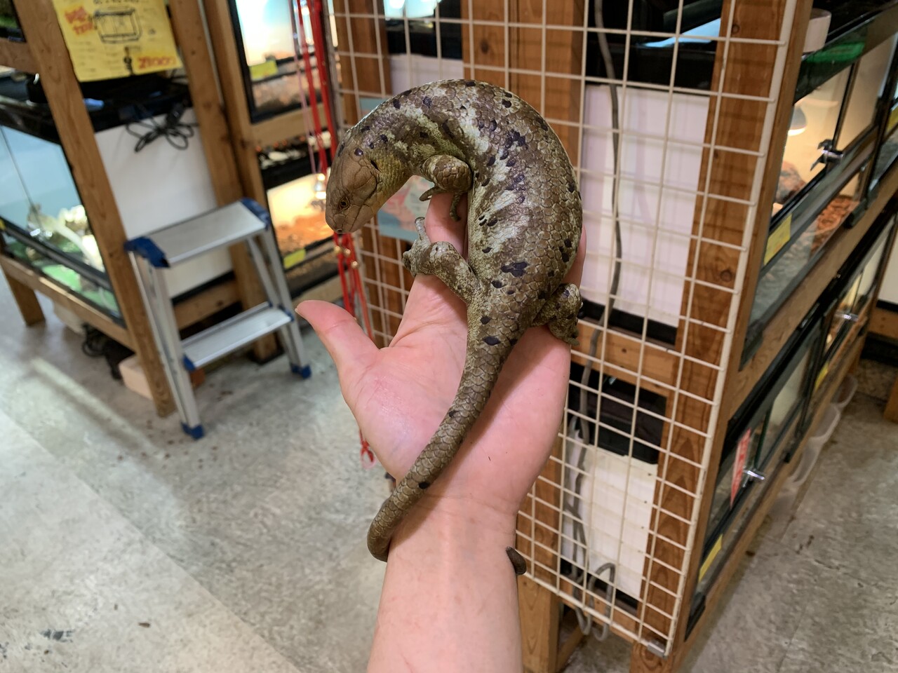 トカゲ新入荷 モニター オマキなど 爬虫類倶楽部大宮店公式ブログ