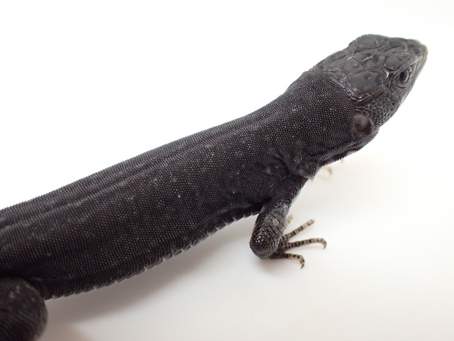 P8254366