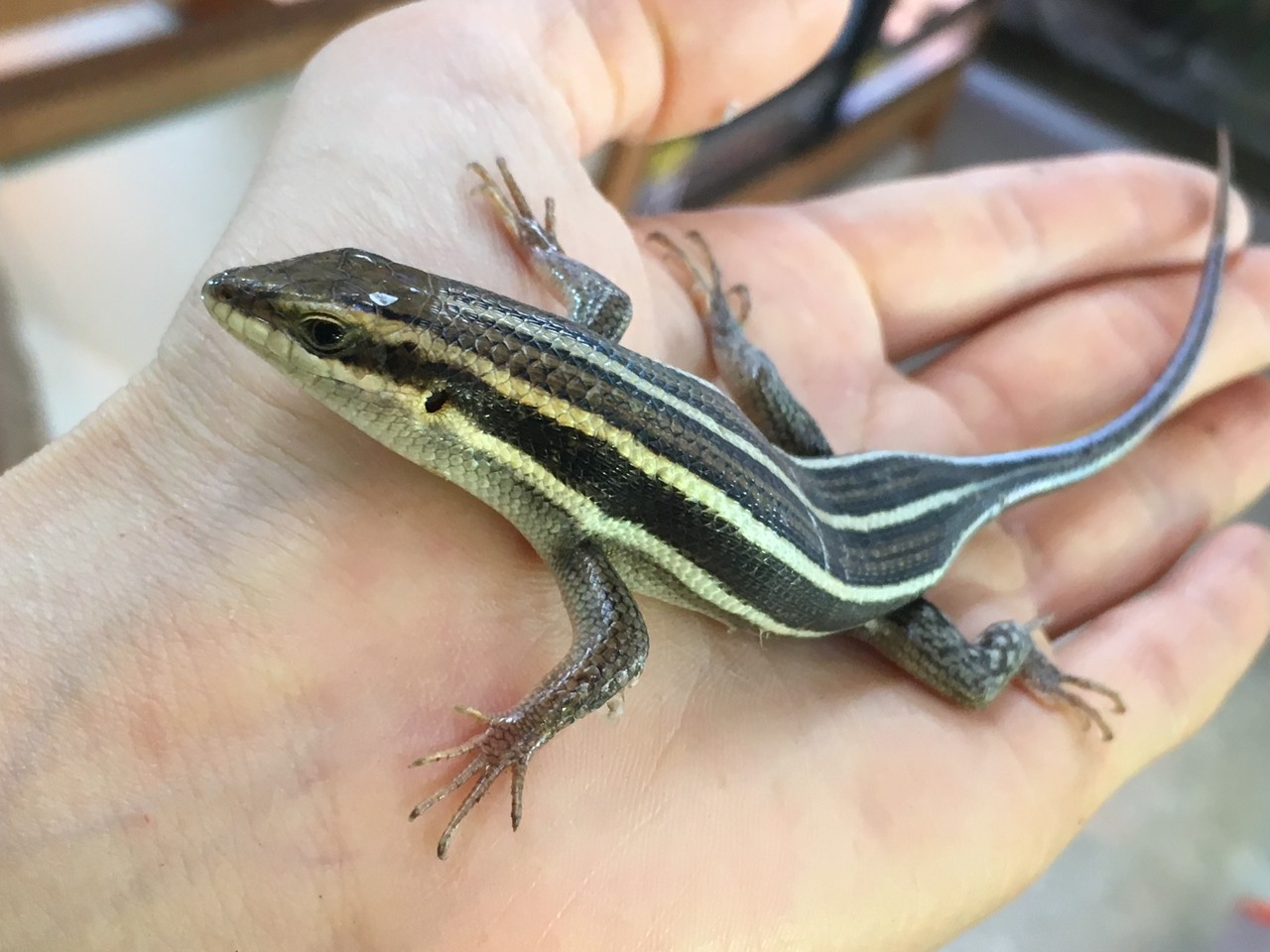 ブラジルツノガエル トカゲ タランチュラ新入荷 爬虫類倶楽部大宮店公式ブログ