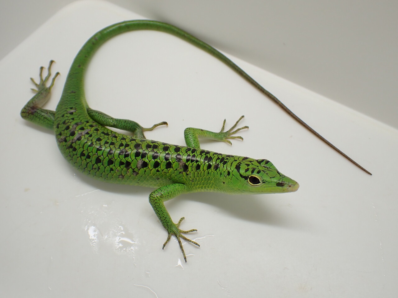 トカゲ新着！インドネシア便！久々のオオクチも来てます～！ : 爬虫類