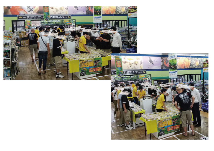 爬虫類倶楽部大宮店公式ブログ
スーパーセンタームサシ【新潟店】『7月17日/18日』即売会開催中
hachikura_ohmiya