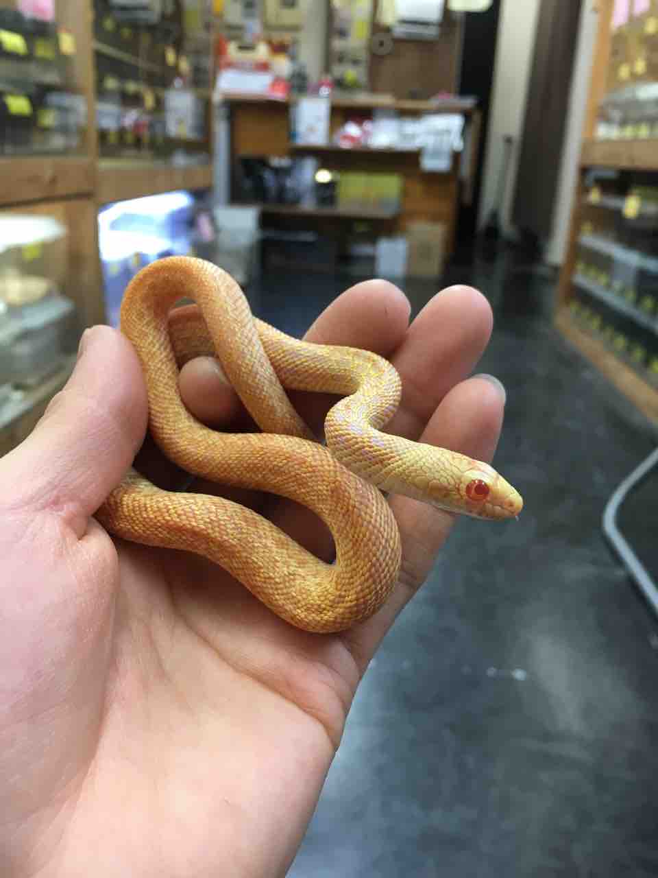 ヘビ カメ 新入荷 爬虫類倶楽部大宮店公式ブログ ヘビ カメ 新入荷 爬虫類倶楽部大宮店公式ブログ