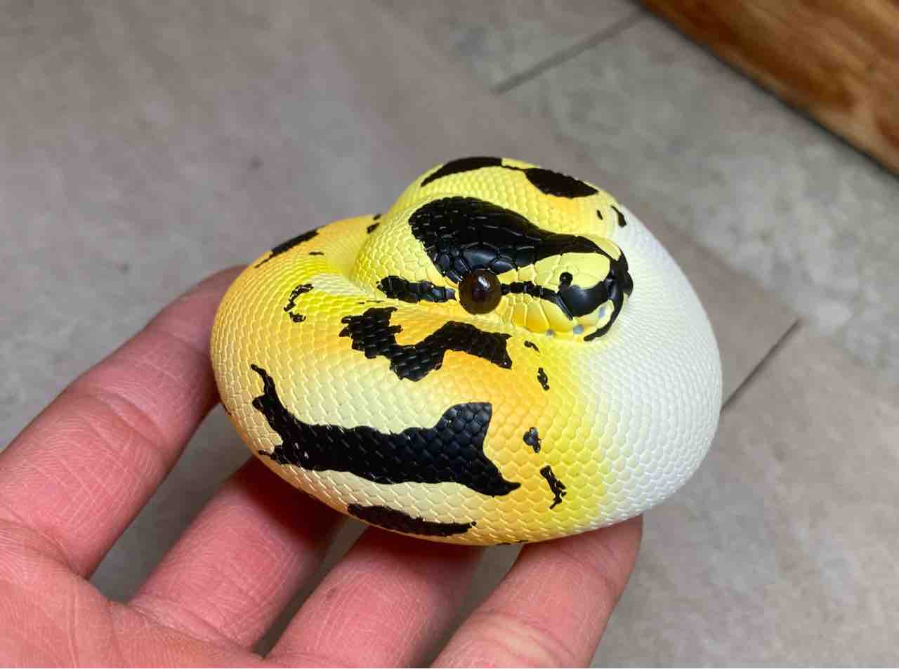 動物の惑星はじめました！ : 爬虫類倶楽部大宮店公式ブログ