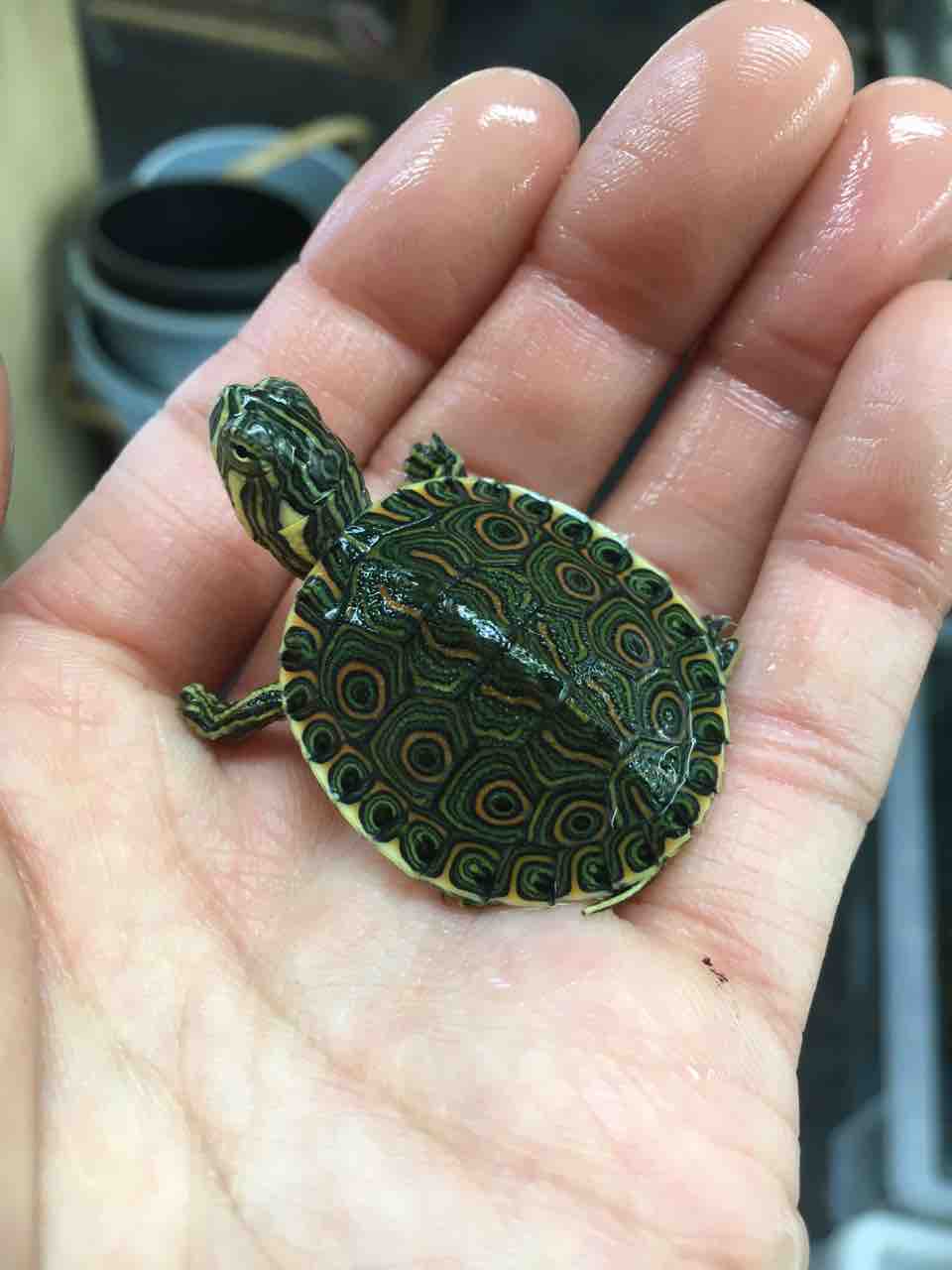 ヘビ カメ 新入荷 クジャクガメとか 爬虫類倶楽部大宮店公式ブログ