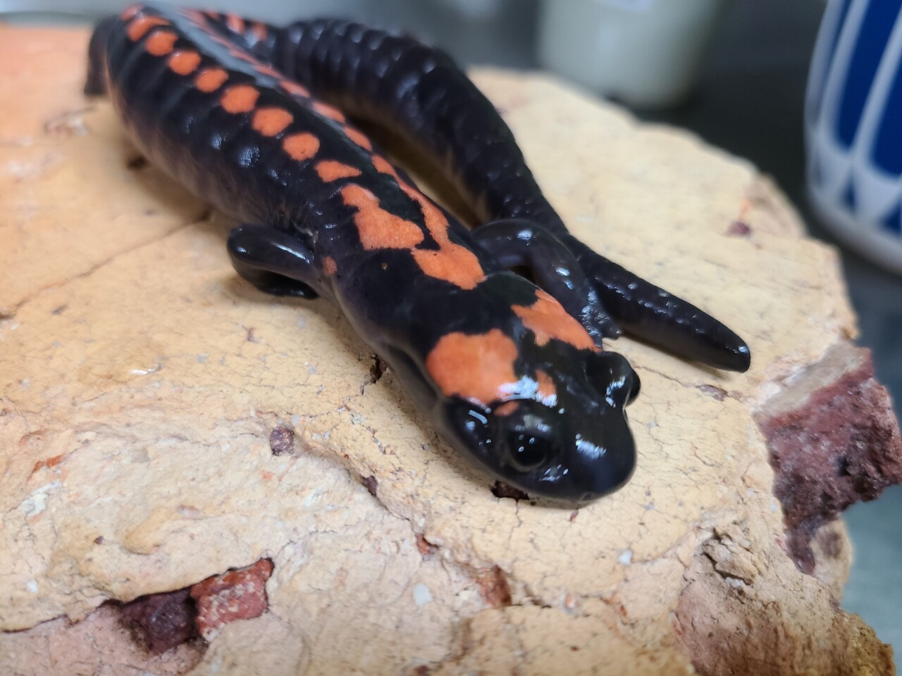 両生類新入荷！ベルサラマンダー！レッドサラマンダー  
